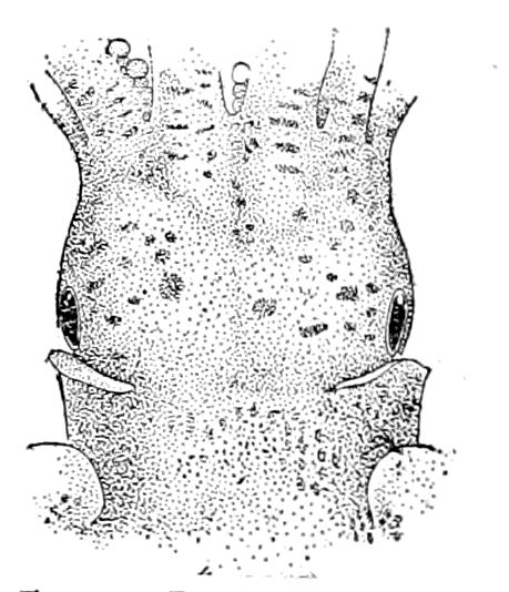 File:Euprymna scolopes1.jpg