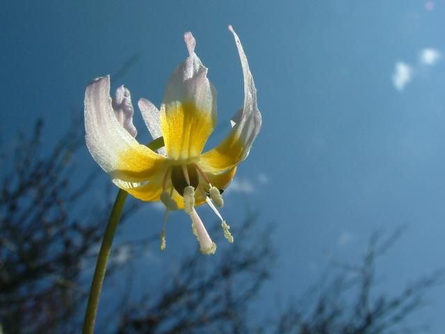 File:Fawn lily cllrs.jpg