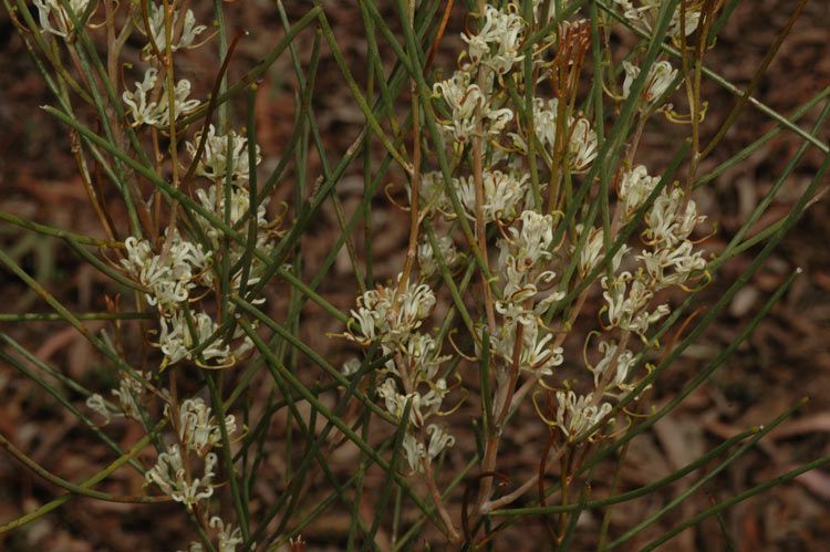 File:Hakea adnata.jpg