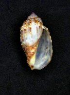 File:Harpa gracilis 001.jpg