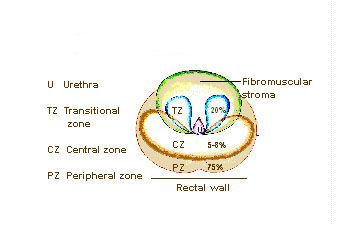 File:Illu prostate zones.jpg