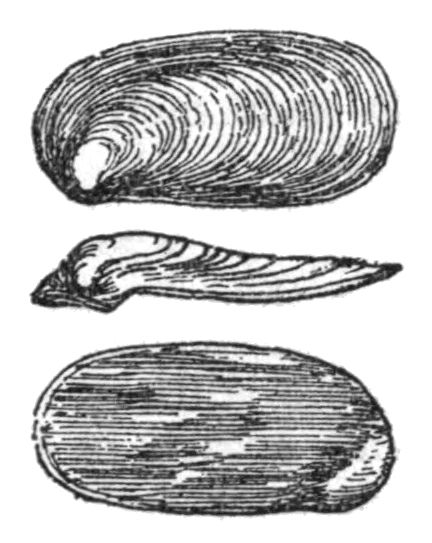 File:Mariaella beddomei shell.jpg