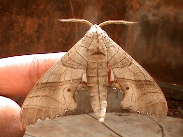 File:Marumba dryas dryas male.jpg