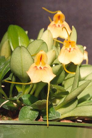 File:Masdevallia pteroglossa.jpg