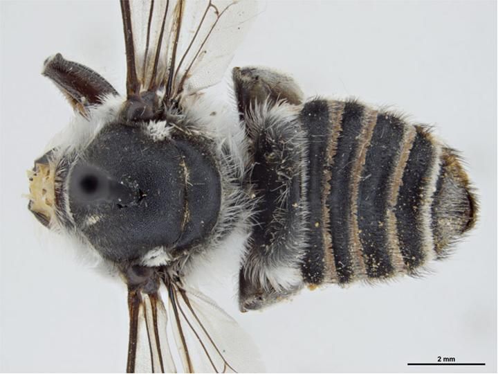 File:Megachile waterhousei.jpg