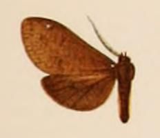 File:Ochrodota funebris.JPG