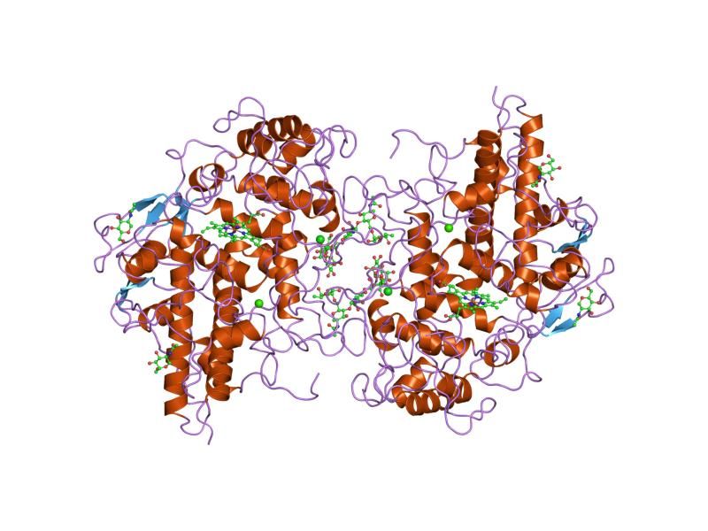 File:PDB 1mhl EBI.jpg