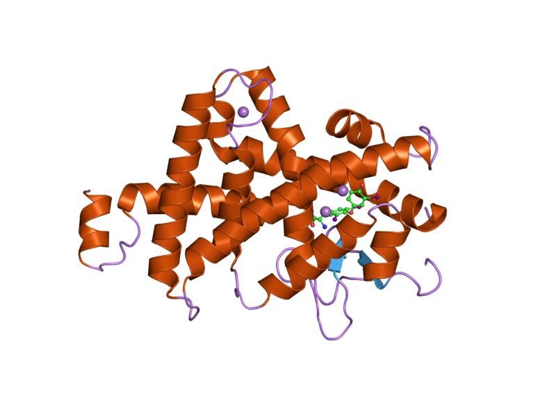 File:PDB 1xzx EBI.jpg