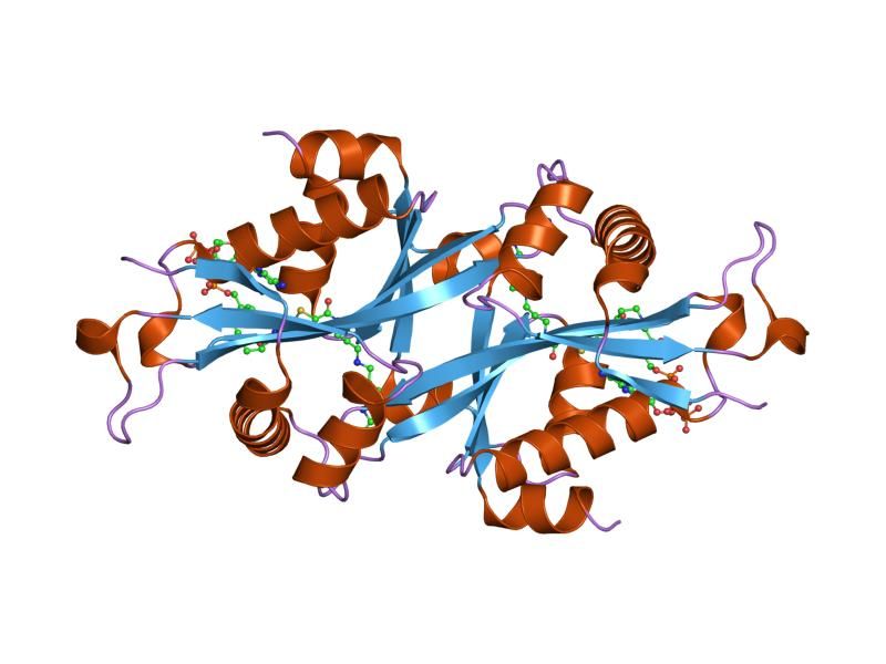 File:PDB 2jev EBI.jpg