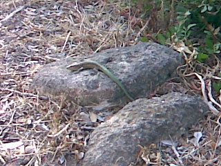 File:Podarcis lilfordi balearica.jpg