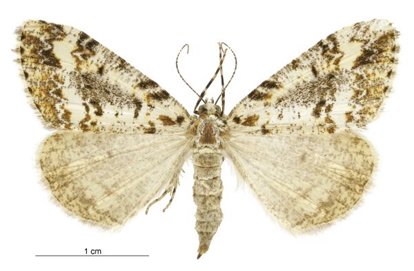 File:Pseudocoremia leucelaea female.jpg