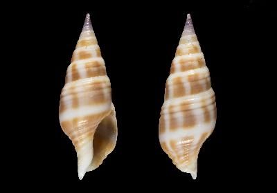 File:Pusionella ghanaensis 001.jpg