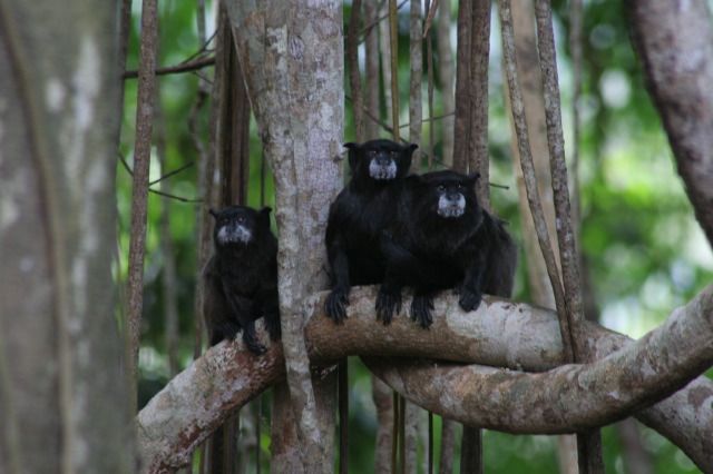 File:Saguinus nigricollis 3.jpg