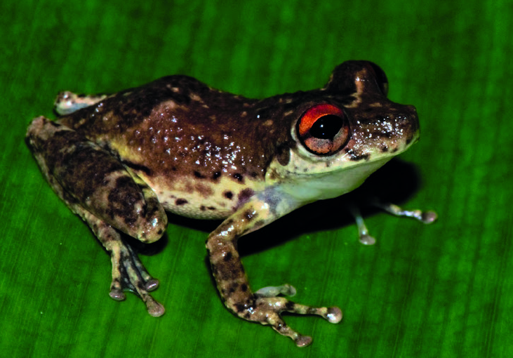 File:Scinax ruberoculatus (10.5852-ejt.2022.836.1919) Figure 9 (cropped).png