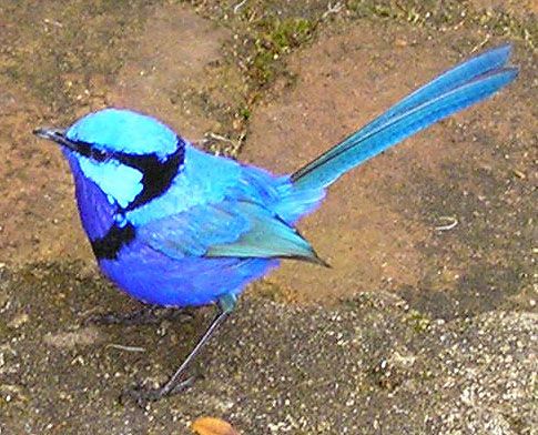 File:Splendid Fairy-wren male.jpg