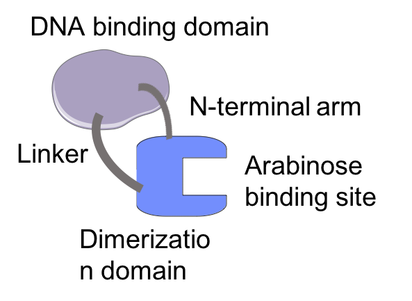 File:Structure of AraC protein.png