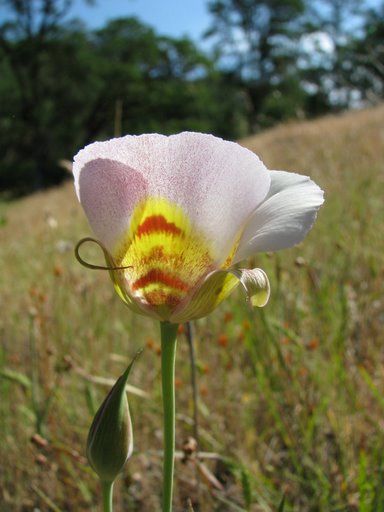 File:Superb Mariposa Lily.jpg