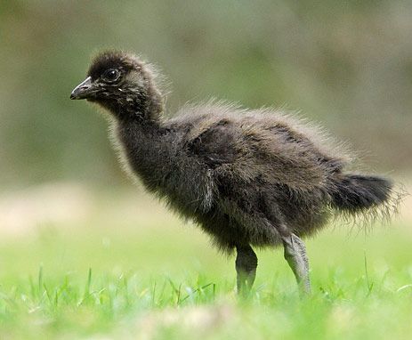 File:Tasmanian-Native-hen-Chick.jpg