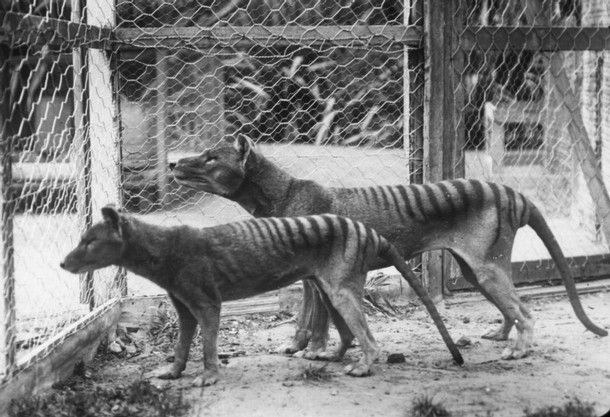 File:Tasmanian tiger.jpg