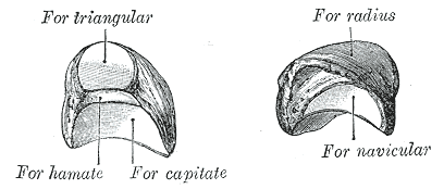 File:The left lunate bone, from Gray fig.222.png