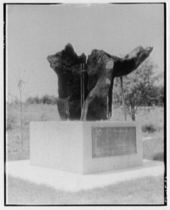 File:Three Mile Oak With Concrete Block.jpg