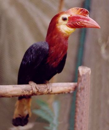 File:Writhed-billed Hornbill (Bentley).jpg