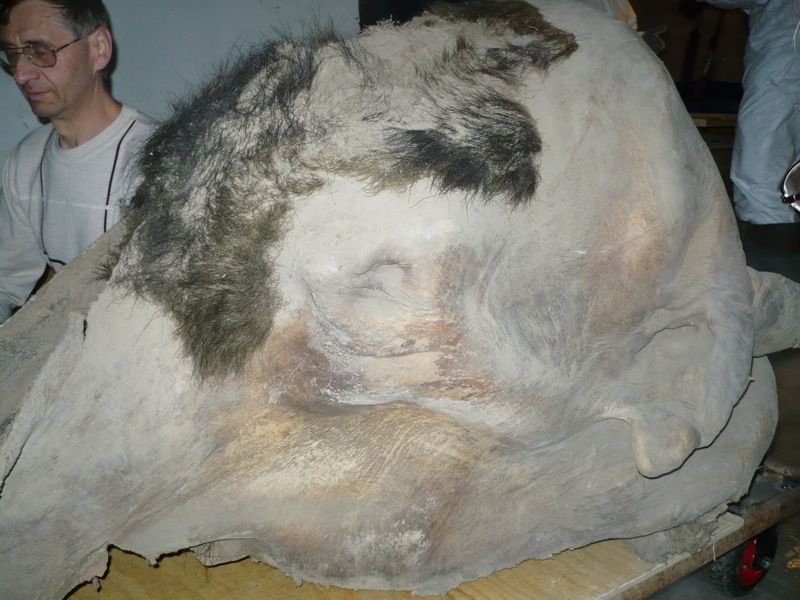 File:Yukagir mammoth eye.jpg