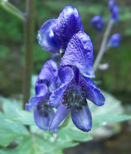 File:Aconitum napellus 02.jpg