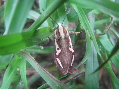 File:Aegocera venulia.jpg