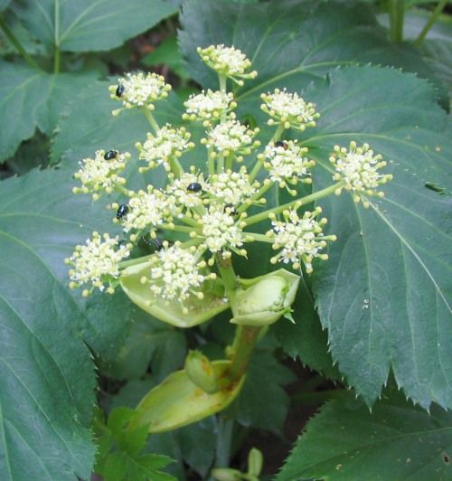 File:Angelica keiskei flowers.jpg