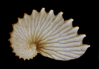 File:Argonauta cornuta eggcase.png