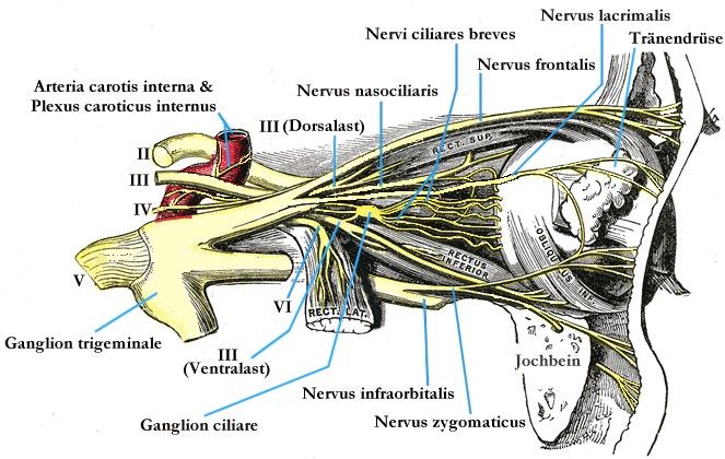 File:Augennerven.jpg