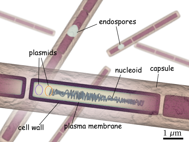 File:B anthracis diagram en.png