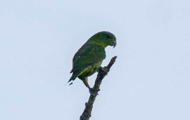 File:Blue-crowned Racquet-tail (cropped).jpg