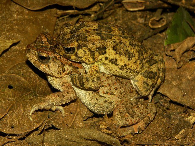 File:Bufo maculatus04.jpg