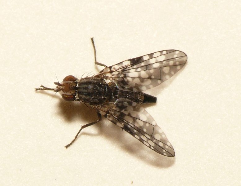 File:Campiglossa misella.jpg