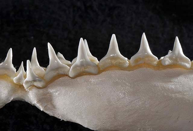 File:Carcharhinus altimus lower teeth.jpg