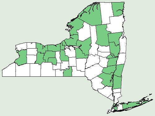 File:Carex pellita NY-dist-map.png