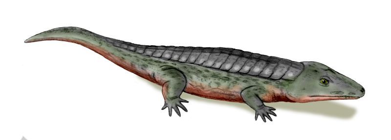 File:Chroniosuchus BW.jpg