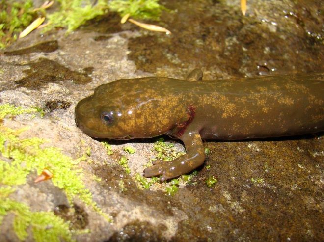 File:Dicamptodon copei larva.jpg