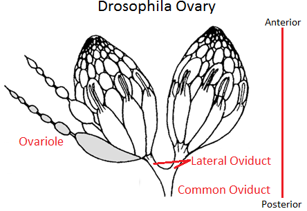 File:DrosophilaOvary.png