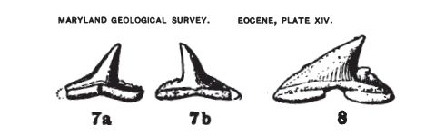 File:Eastman1901-web.jpg