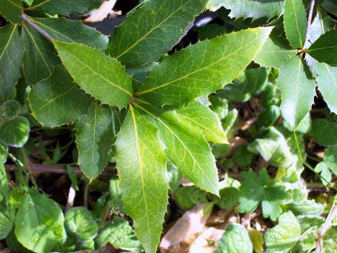 File:Eidothea hardeniana Nightcap Oak leaves.jpg