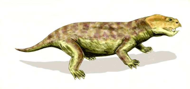 File:Eodicynodon BW.jpg