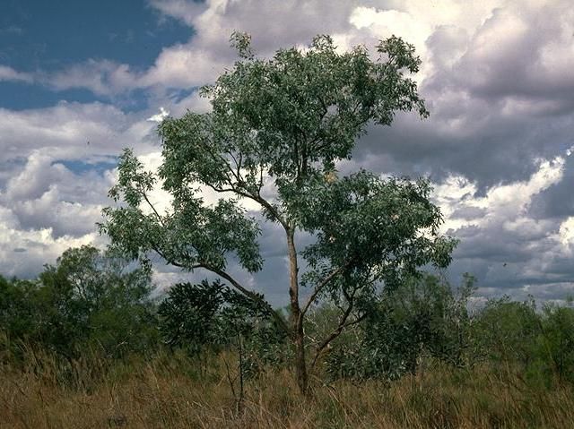 File:Eucalyptus argillacea habit.jpg