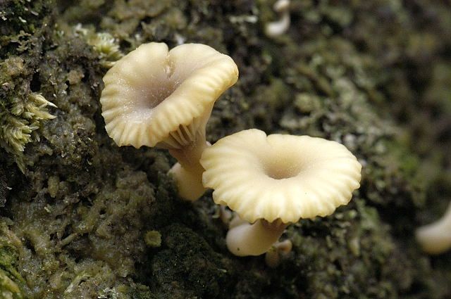 File:Lichenomphalia umbellifera - Lindsey 1a.jpg