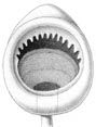 File:Mastigoteuthis dentata.jpg