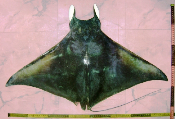 File:Mobula thurstoni01.png