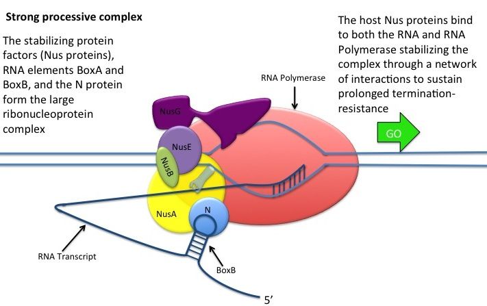 File:Nantitermination2.jpg