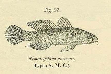 File:Nematogobius maindroni.jpg